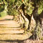 Vendita prodotti tipici pugliesi online: la vacanza in Puglia non finisce mai