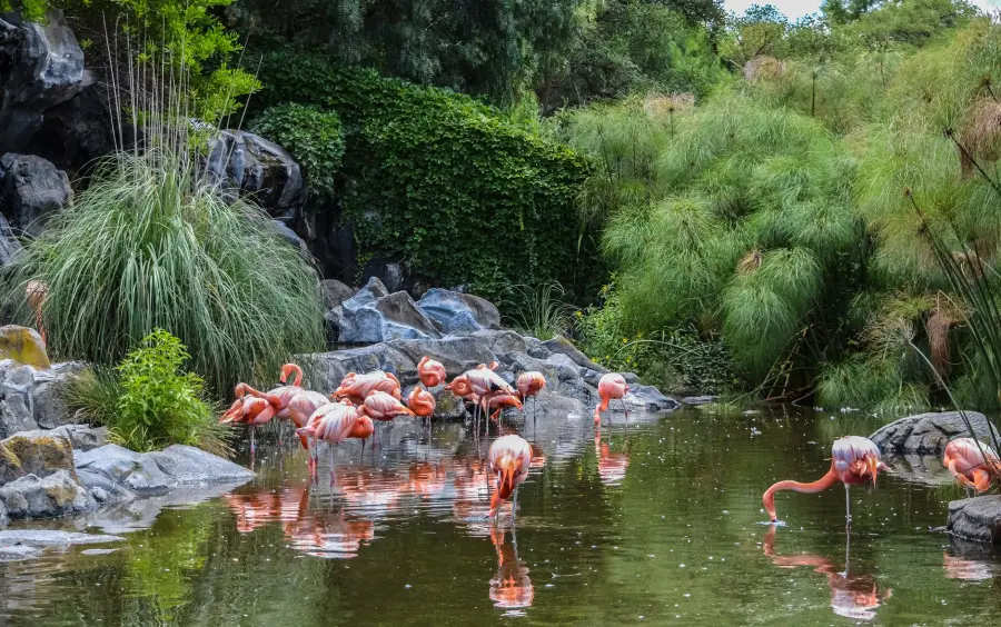 Villa Invernizzi Milano: i fenicotteri rosa in città