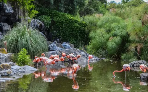 Villa Invernizzi Milano: i fenicotteri rosa in città