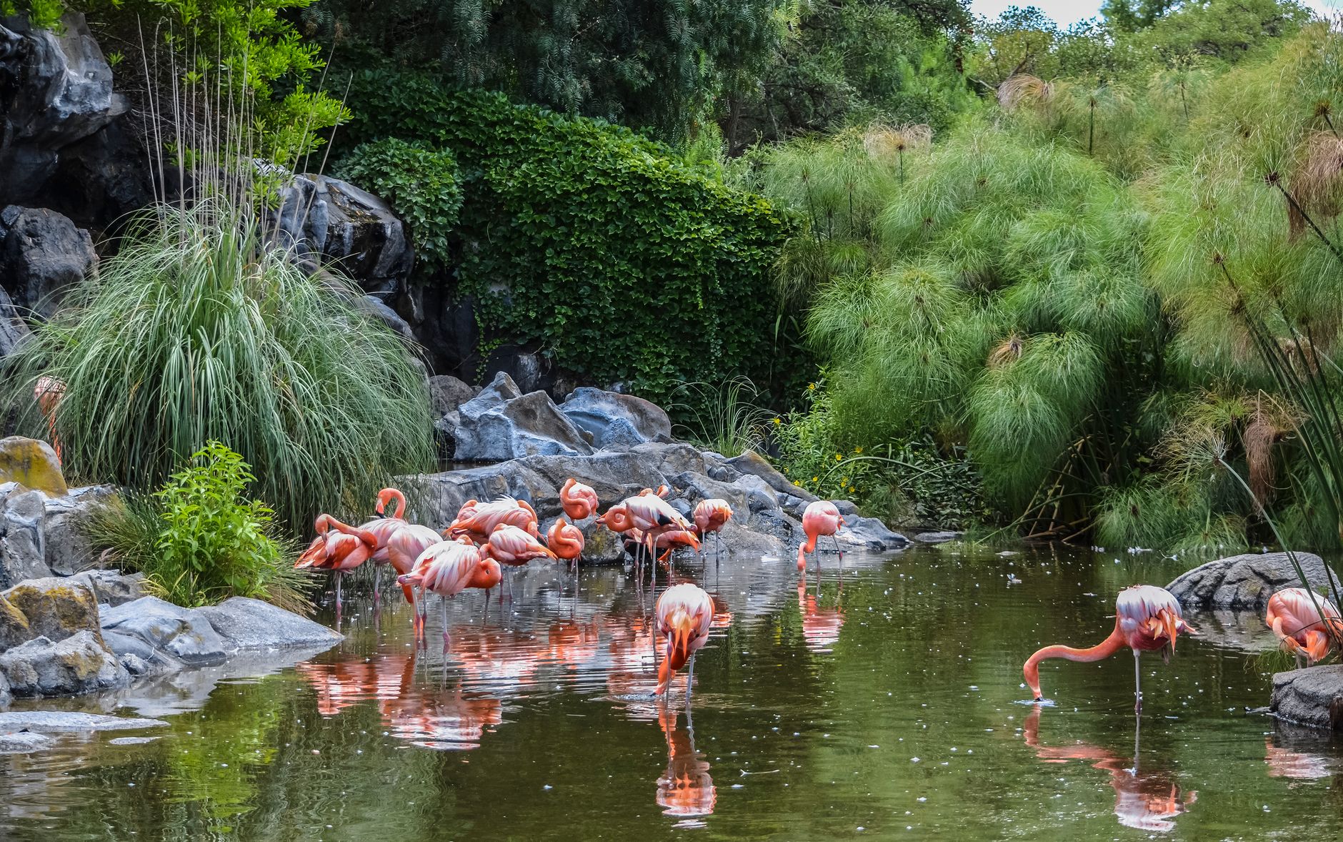 Villa Invernizzi Milano: i fenicotteri rosa in città