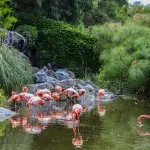 Villa Invernizzi Milano: i fenicotteri rosa in città