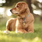 Pericolo leishmaniosi per i cani in giardino