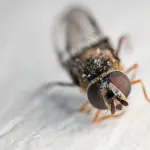 Come pungono le cimici dei letti: puntura e infestazione